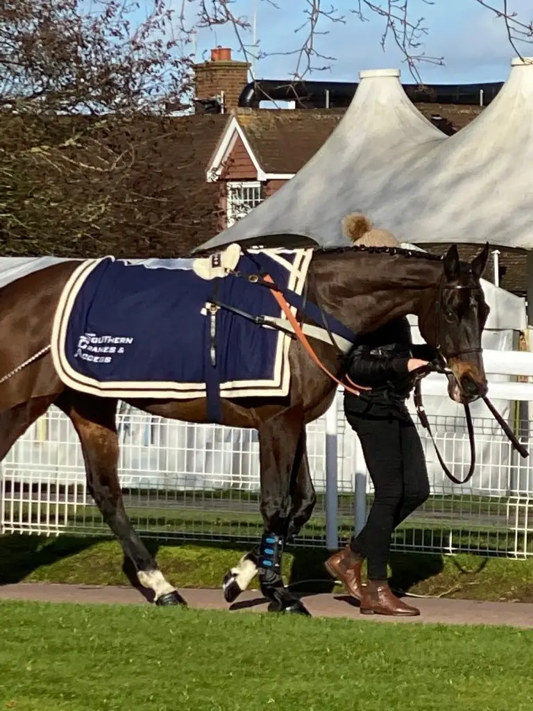 Racehorse being walked by a groom