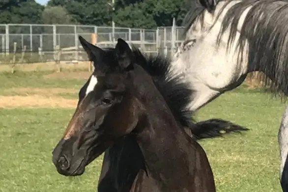 A mare with her foal