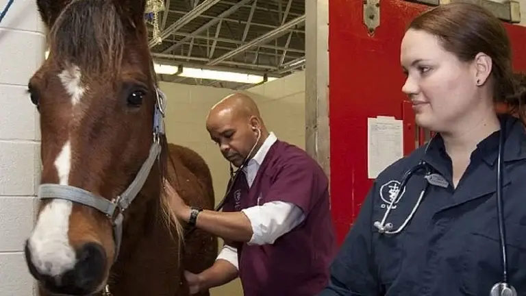 A vetenary nurse holding a horse whilst a vet examines it